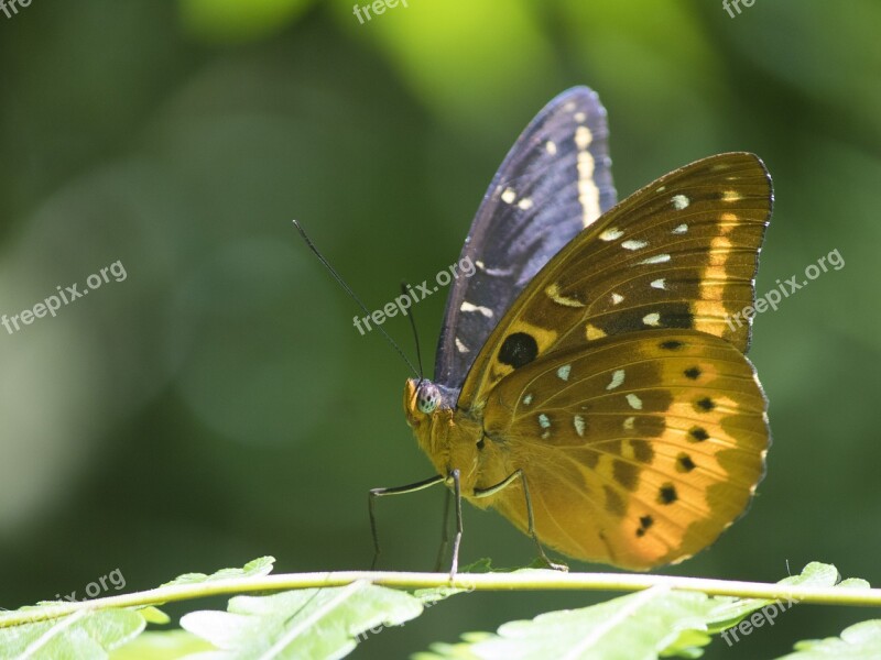 Butterfly Brown Yellow Green Nature