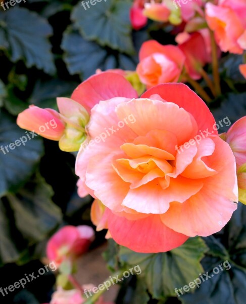 Begonia Pink Tuberous Flowers Begoniaceae