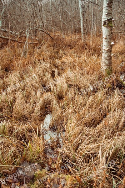 Nature Swamp Landscapes Autumn Grass