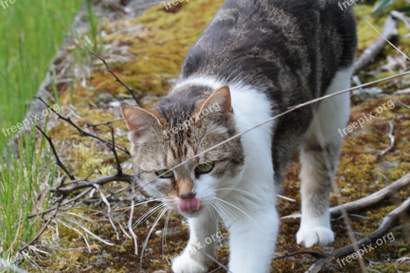 Cat Garden Tongue Pet Animal