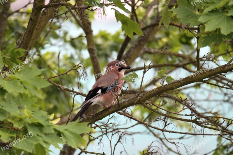 Jay Bird Feather Nature Animal World