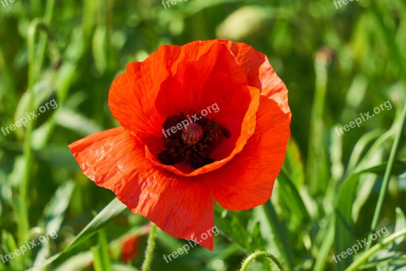 Klatschmohn Plant Flower Red Poppy