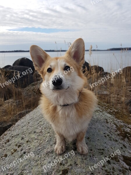 Corgi Dog Cute Beautiful Lake