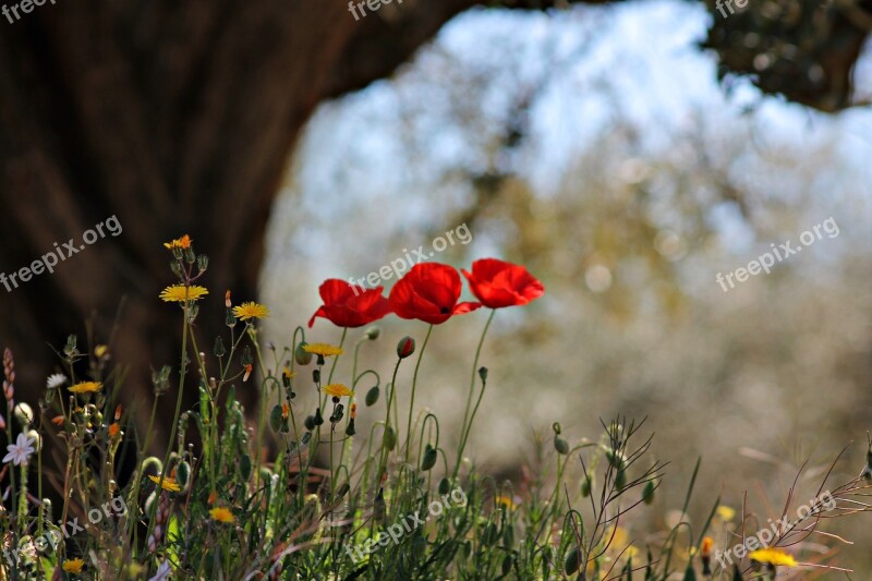 Poppies Flowers Floral Wild Red