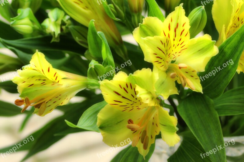 Lily Flowers Plant Garden Flora