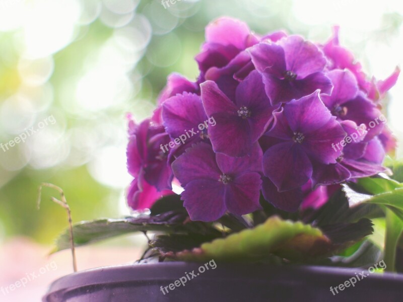 Purple Flower Nature Flores Flora