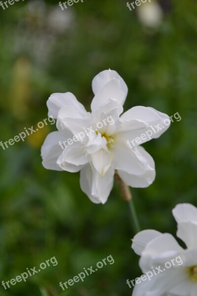 Flower Narcissus Garden Daffodil Nature