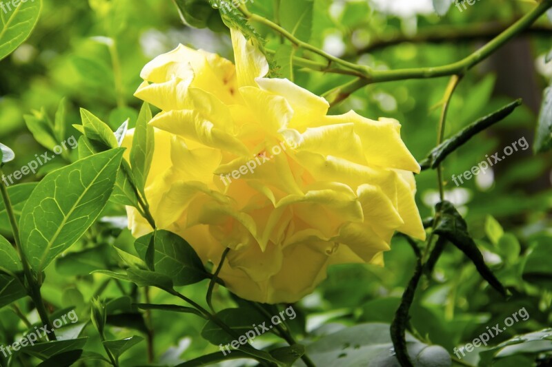 Yellow Rose Rose Flower The Petals Floral