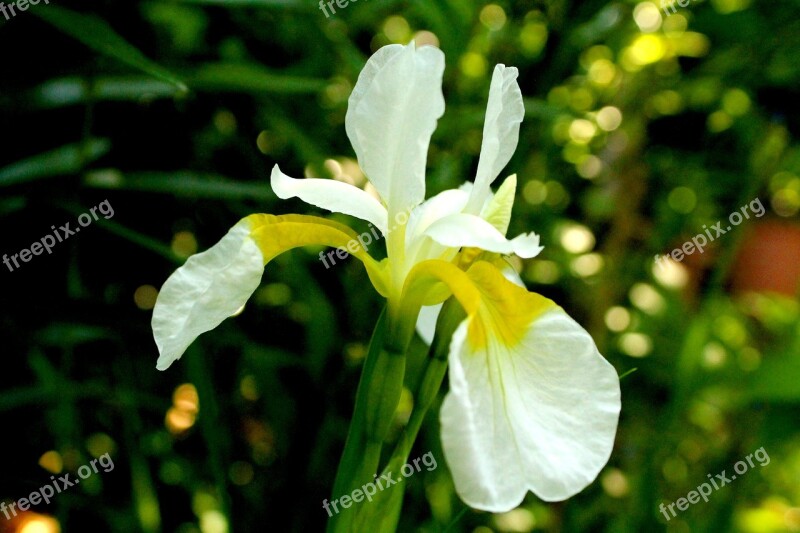 Iris Spring White Flowers Garden Light