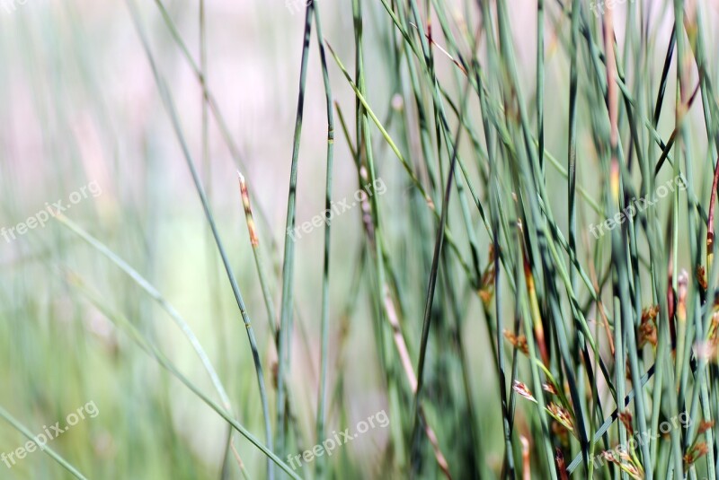 Nature Plant Garden Spring Summer