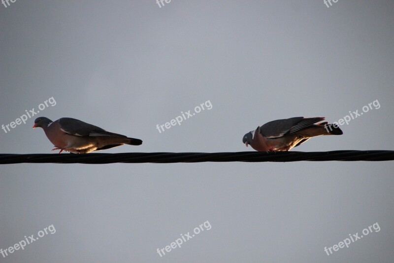 Pigeons Birds Power Line Plumage Flight