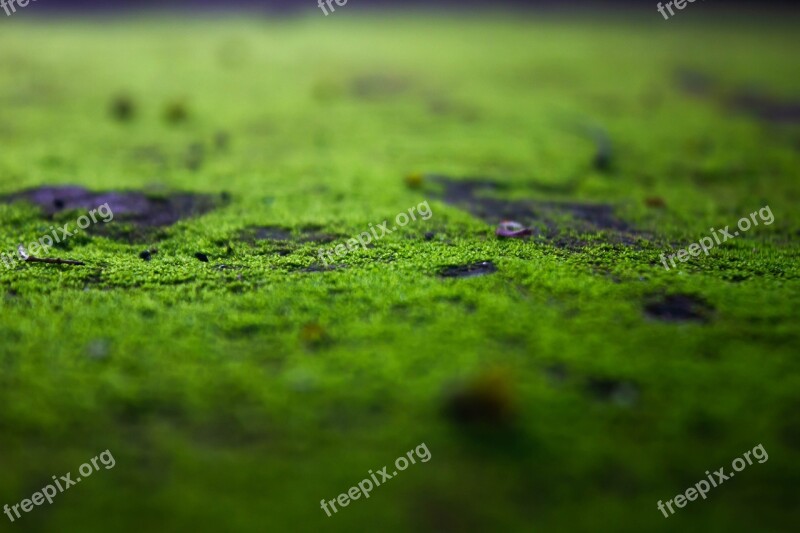 Mosses Moss Green Mos Pa