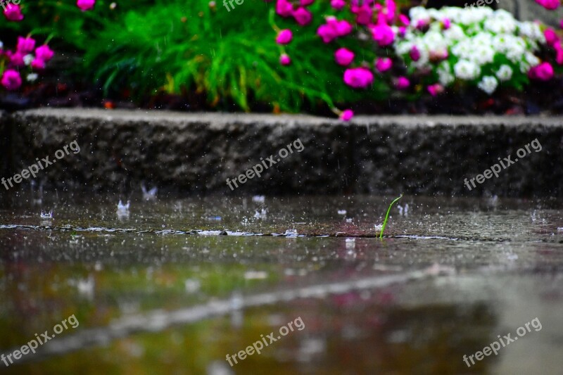 Rain Flowers Vibrant Drops Falling