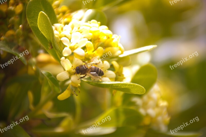 Spring Bee Flower Pollen Color