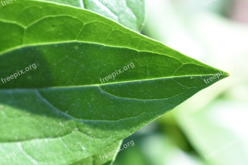 Leaf Green Nature Spring Free Photos