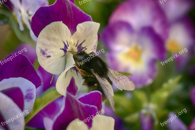 Bumblebee Pansy Nature Flowers Garden