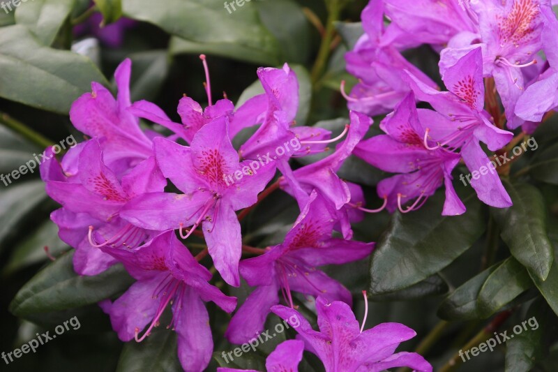 Bells Flower Petals Pink Tree