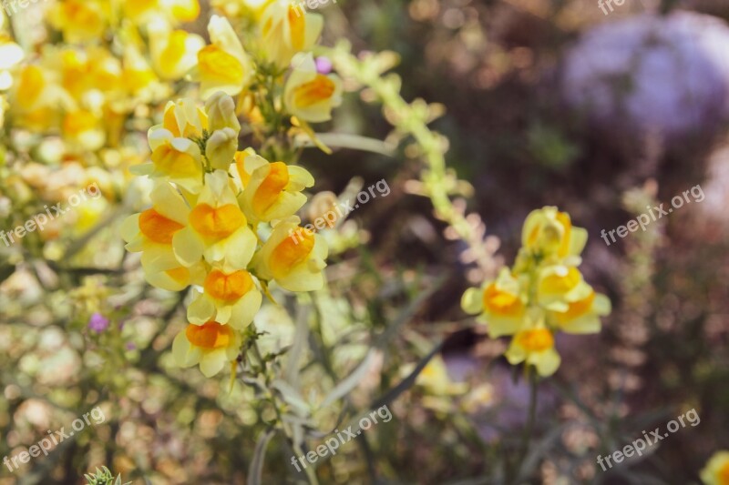 Snapdragon Flower Nature Garden Plant