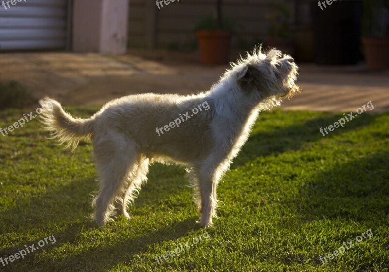 Dog Bark Pet Canine Silhouette