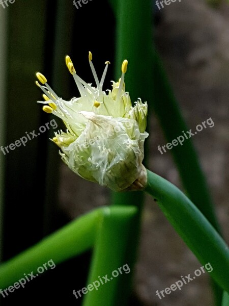 Leek Blossom Bloom Plant Close Up