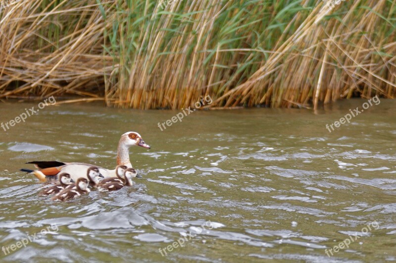 Goose Family Young Born Swimming Free Photos