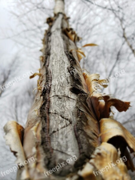 Birch Tree Nature Forest Green