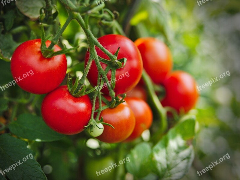 Tomato Plant Vegetables Food Tomatoes