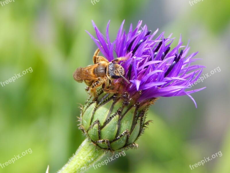 Bee Flower Garden Furrow Bee Blossom