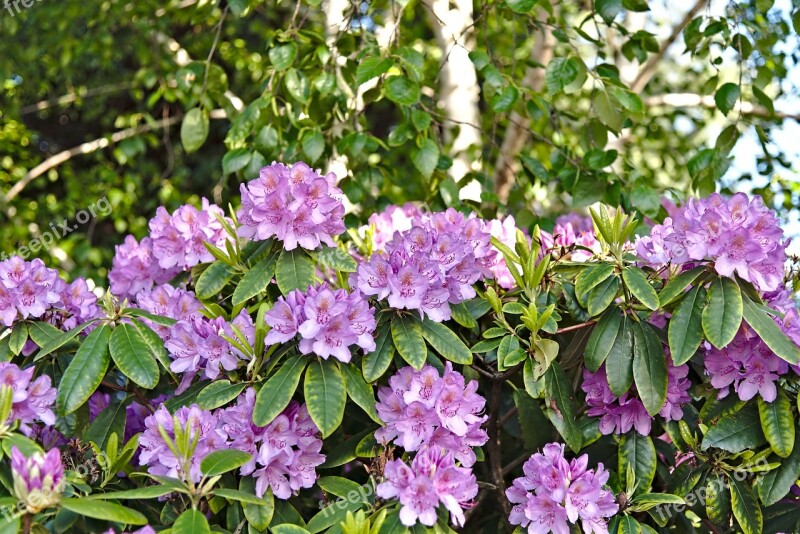 Rhododendron Flowers Pink May Spring