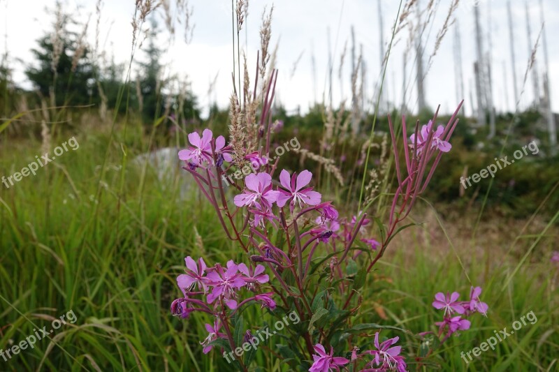 Flowers Nature Pink Flora Free Photos