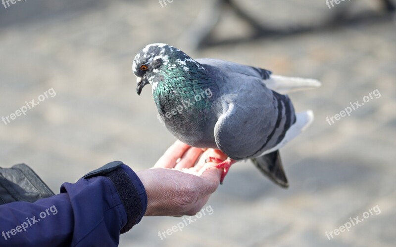 Bird Pigeon Hand Woman Old