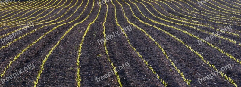 Field Arable Germinate Green Brown