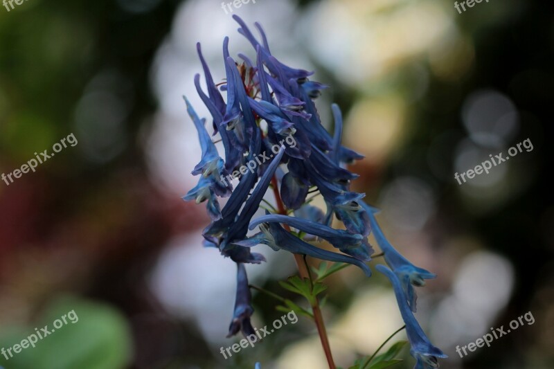 Corydalis Flexuosa Spinners Helmbloem Blue Garden Flowers