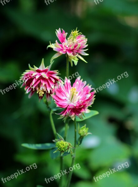 Aquilegia Nora Barlow Akelei Rose Bright Spider