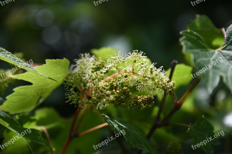 Vine Grape Unripe New Bud