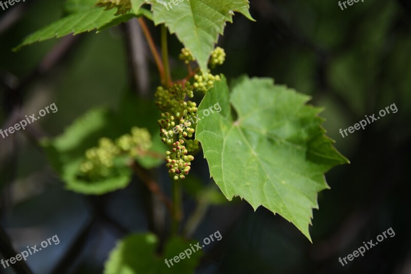 Vine Grape Unripe New Bud