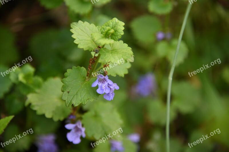 Flower Spring Mint Purple Free Photos