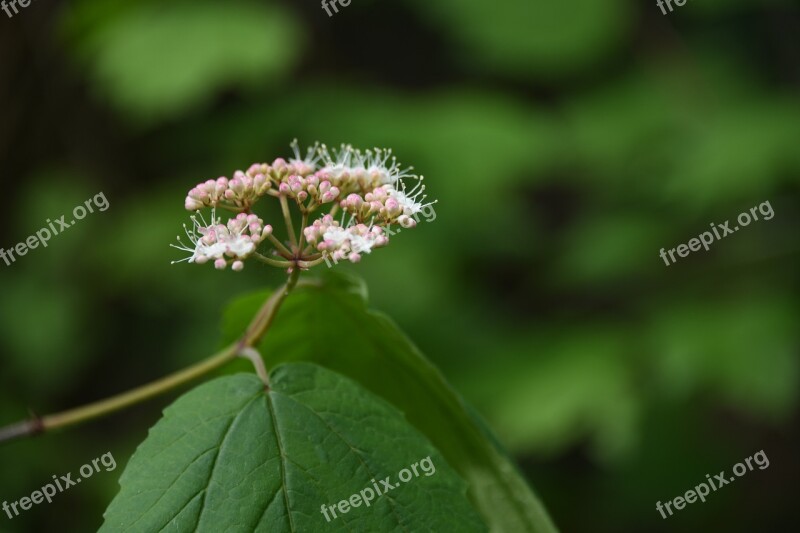 Plant Bud Vine Blossom White