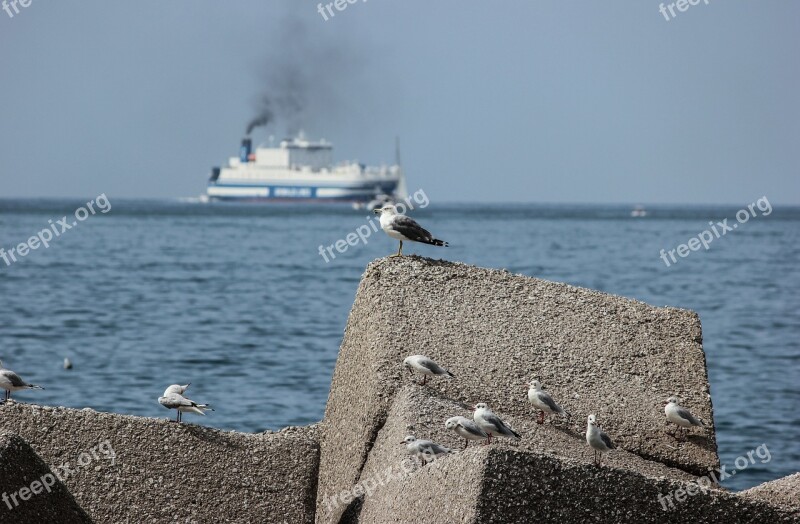 Seagulls Sea Riva Stop Free Photos