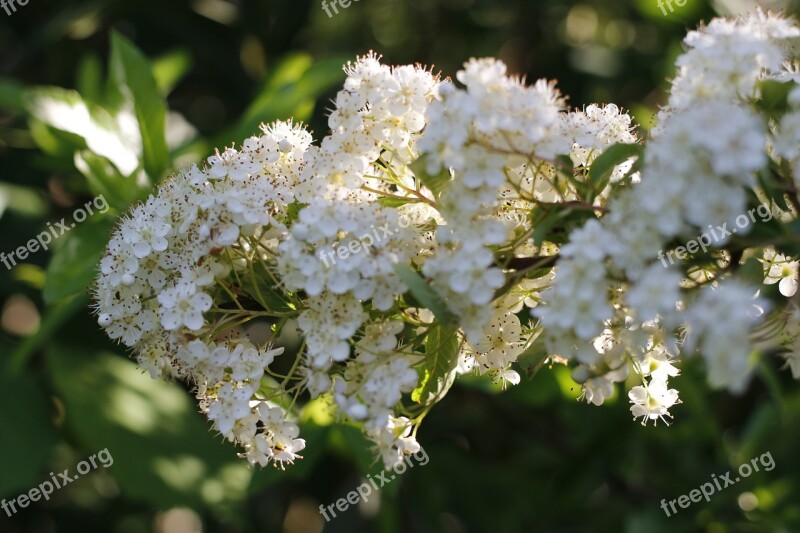 Spring Flowers Sun Fiori Di Pesco Free Photos