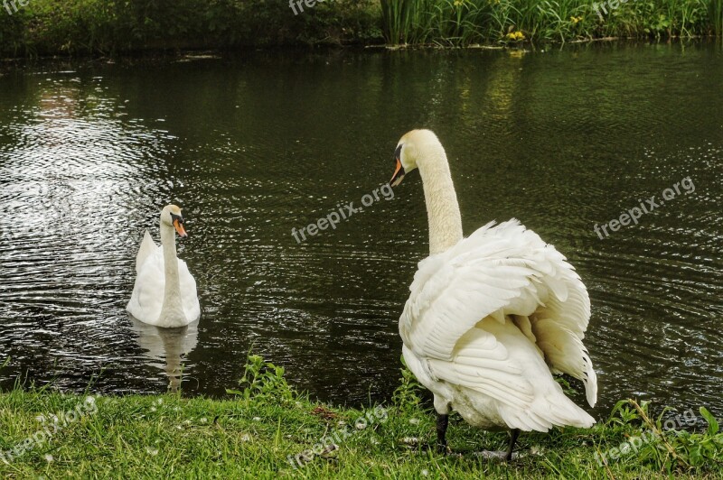 Swan Swans Nature Laguna White Swan