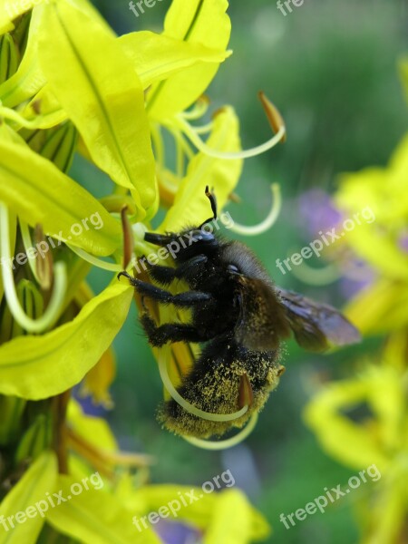 Junker Lily Asphodeline Lutea Carpenter Bee Big Blue Wooden Bee Blue Black Wooden Bee