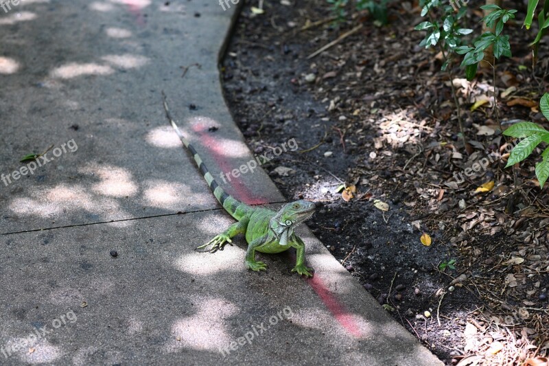 Iguana Zoo Nature Wild Reptile