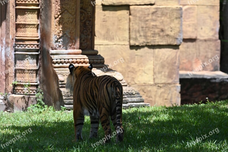 Tiger Zoo Stripes Mammal Predator