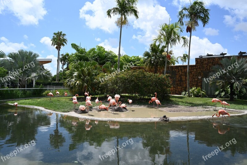 Flamingo Miami Zoo Animal World Bird