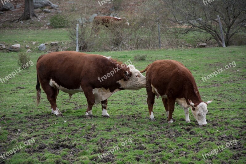 Cow Farm Animal Livestock Beef