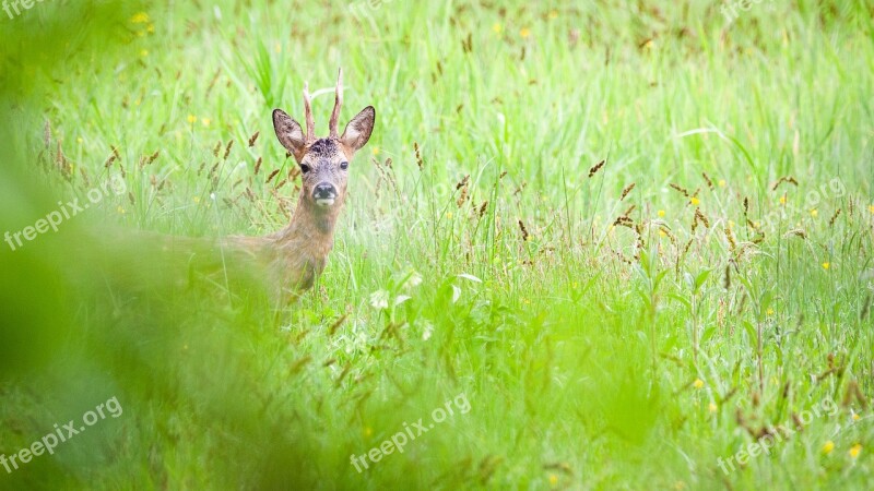 Roe Deer Animals Sauvage Wild Natural