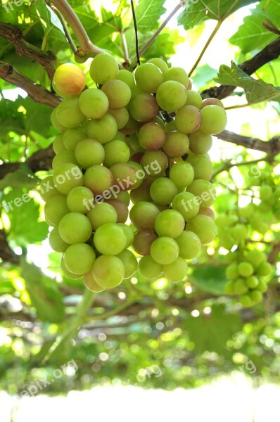 Grapes Vineyard Ninh Thuan Green Sunny