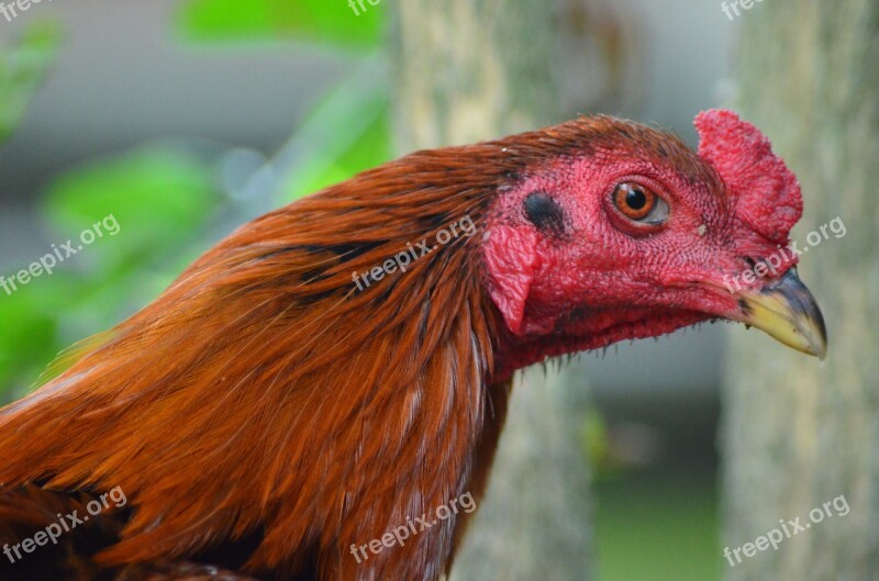 Rooster Red Pet Animal Free Photos