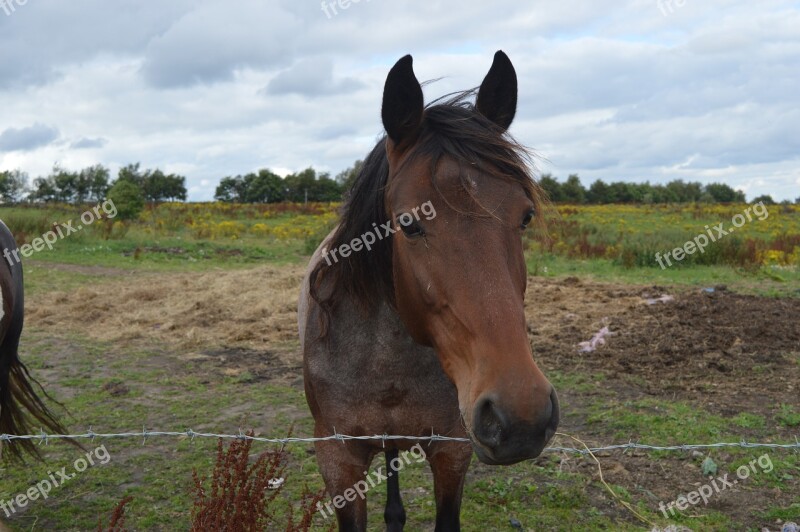 Wild Horse Wild Nature Animal Horses